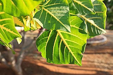 经典街机格斗《破坏者合集》宣布延期 明年Q1发售